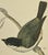 Antique Hand Tinted Bird Print From England Featuring a Delicate Marsh Tit - Circa 1880 For Sale - Image 10 of 11