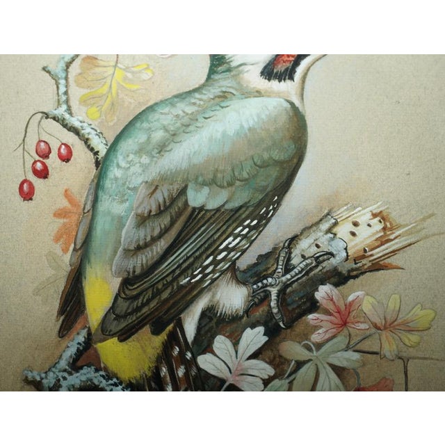 M Shermorne, Kingfisher, Ornithology Watercolour For Sale - Image 4 of 12