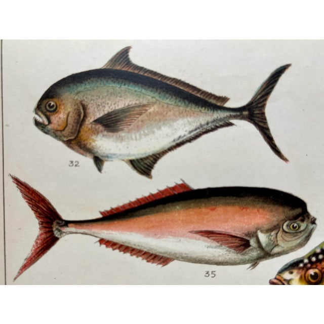 Antique Fish Print From England Featuring a Black Fish, Ray’s Bream, Opah, Medusa Fish & a Louvan - Circa 1902 For Sale In Dallas - Image 6 of 9