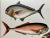 Antique Fish Print From England Featuring a Black Fish, Ray’s Bream, Opah, Medusa Fish & a Louvan - Circa 1902 For Sale In Dallas - Image 6 of 9