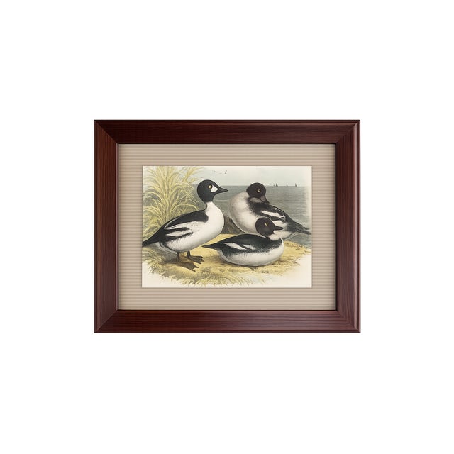 Antique Framed Shorebird Prints From the Birds of North America by Jacob H. Studer - Set of 3 For Sale - Image 4 of 4