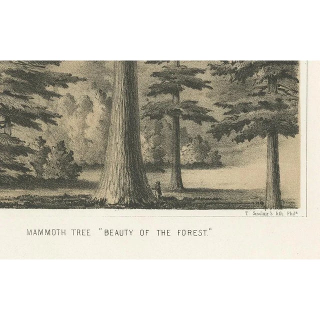 T. Sinclair, Towering Mammoth Tree in California, Forest, 1856, Lithograph For Sale - Image 3 of 5
