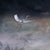 Queen of the Wild Hearts presents a fantastical tableau where a winged figure, resembling a rabbit, reigns over a diverse...