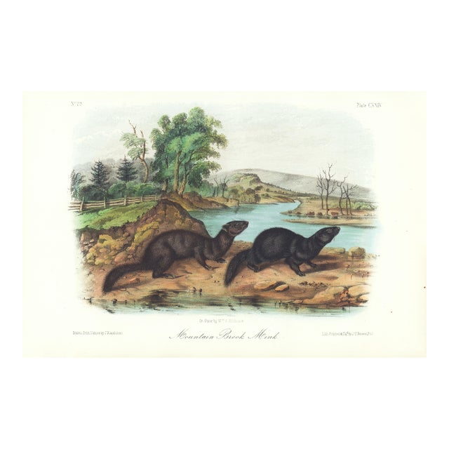 1854 Audubon Quadruped Octavo Lithograph "Plate 124 Mountain Brook Mink" For Sale