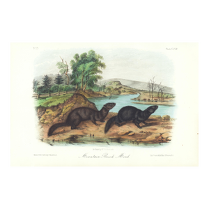 1854 Audubon Quadruped Octavo Lithograph "Plate 124 Mountain Brook Mink"