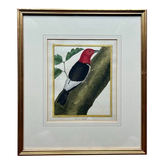 Antique Original 18th Century Hand Colored Print of Red Headed Woodpecker ~ Framed For Sale