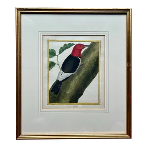 Antique Original 18th Century Hand Colored Print of Red Headed Woodpecker ~ Framed