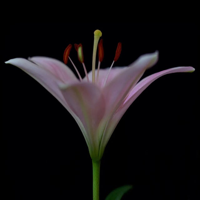 "Lily 33" Contemporary Original Floral Still Life Color Photograph by Michael Filonow For Sale