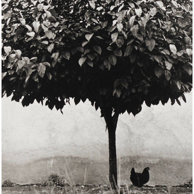 1980s “La Poule Et L’Arbre, Pau, France” – Édouard Boubat, 1950, Signed, Titled, Dated For Sale - Image 4 of 4