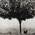 1980s “La Poule Et L’Arbre, Pau, France” – Édouard Boubat, 1950, Signed, Titled, Dated For Sale - Image 4 of 4