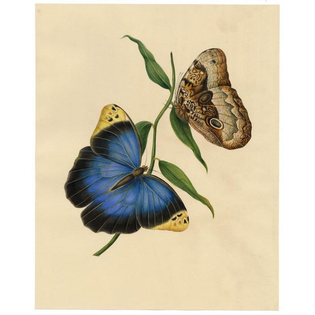 Louisa Hare, Purple Owl-Butterfly (Caligo beltrao) Study, Watercolour For Sale - Image 4 of 7