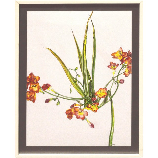 絵画 freesia  sizeF3 Freesia - Botanical Study by Deborah Eddy | Chairish