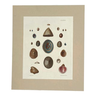19th Century Shell Print For Sale
