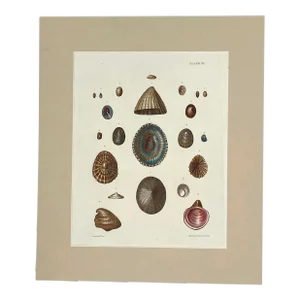 19th Century Shell Print