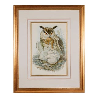 Eagle or Horned Owl: A Framed Original 19th C. Hand-Colored Lithograph by John Gould and Henry Constantine Richter, 1862-1873 For Sale