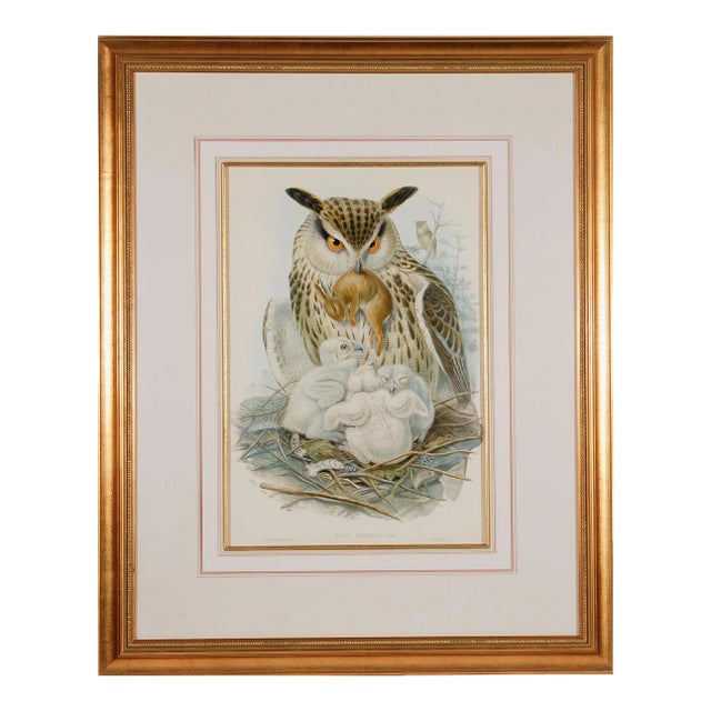 Eagle or Horned Owl: A Framed Original 19th C. Hand-Colored Lithograph by John Gould and Henry Constantine Richter, 1862-1873 For Sale
