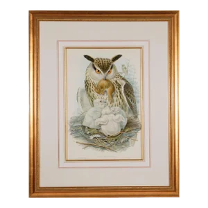 Eagle or Horned Owl: A Framed Original 19th C. Hand-Colored Lithograph by John Gould and Henry Constantine Richter, 1862-1873