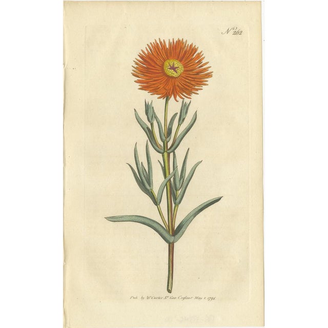 Antique botany print of the golden fig-marigold. This print originates from 'The Botanical Magazine; or Flower-Garden...