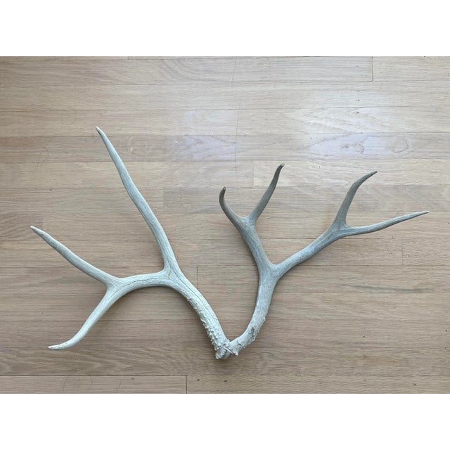 Vintage Natural Deer Antler - a Pair For Sale - Image 4 of 13