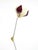 Beige Symanka-Sy 1 Floor Lamp by Günter Ssymmank, Germany, 1959 For Sale - Image 8 of 18