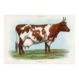 1913, Ayrshire Cow Print, Original Antique Cow Print, Lithograph, United States