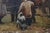 Lenin and the Peasants: Original Oil Painting, Socialist Realism, 1970s 132-197 For Sale - Image 6 of 6
