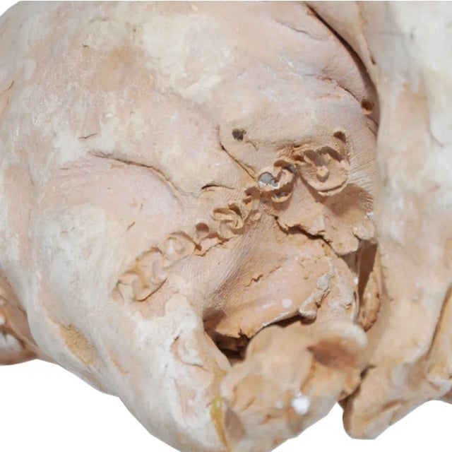 Terracotta Bull Sculpture by Mario Bertozzi For Sale - Image 6 of 8