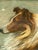 Striking Art Nouveau style pastel portrait of a collie. Beautifully rendered portrait against a swirling blue background....