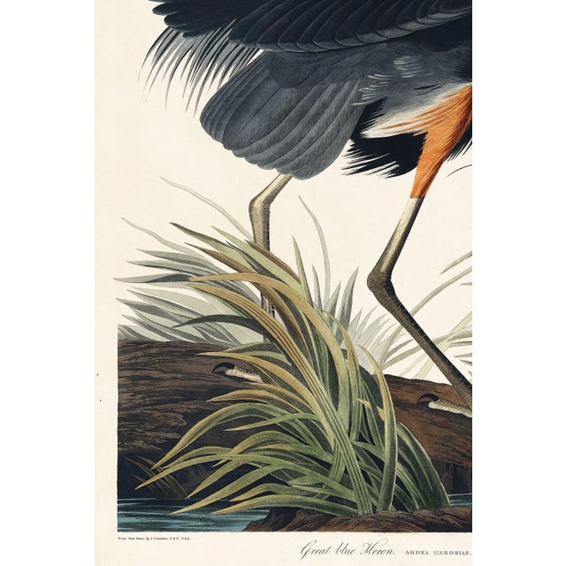 Paint Great Blue Heron by John James Audubon, Vintage Art Print Reproduction, 20" × 30" For Sale - Image 7 of 9