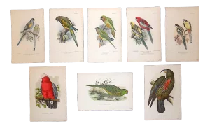 Antique 19th Century Lithographs - Parakeets/Tropical Birds - Set of 8