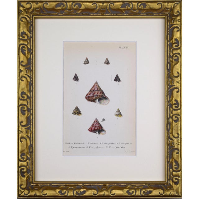 Antique hand colored lithograph published 1869 in London from "British Conchology, or an Account of The Mollusca" by John...