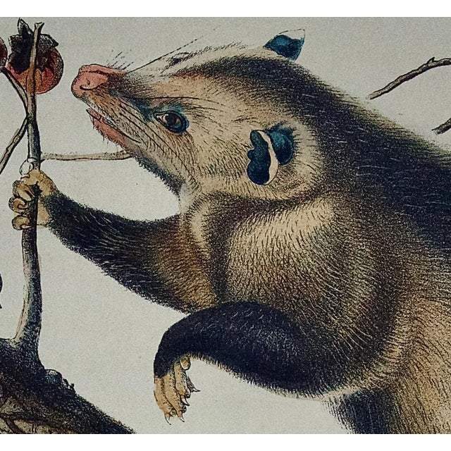 Audubon Virginian Opossum: An Original Audubon Hand-Colored Lithograph, 1849-1854 For Sale - Image 4 of 5