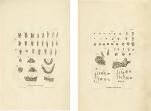 Dr. Th. Richter, Anatomy Illustrations of Dental Anatomy, 1839, Prints, Set of 2