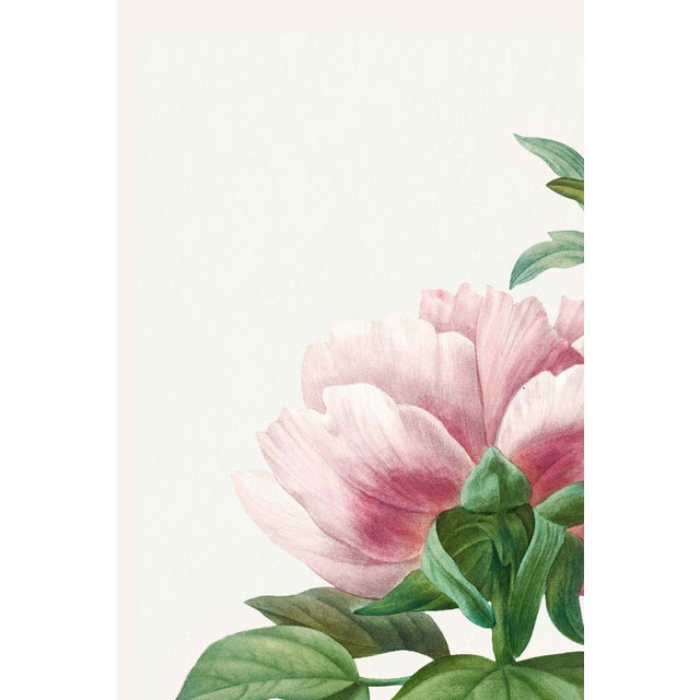 A graceful example of early 19th-century botanical illustration, this vintage art print reproduction features a peony...