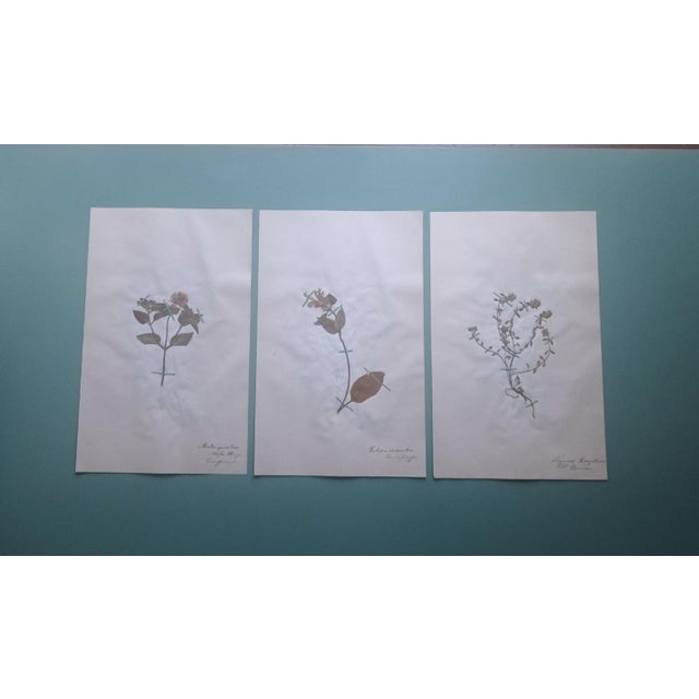 Handwritten Herbarium, 1890s, Set of 3 For Sale - Image 10 of 10