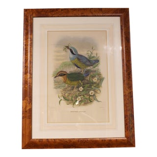 Circa 1893-1895 English Framed Lithograph of the Eucichla Ellioti by William Matthew Hart For Sale