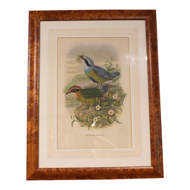 Circa 1893-1895 English Framed Lithograph of the Eucichla Ellioti by William Matthew Hart For Sale