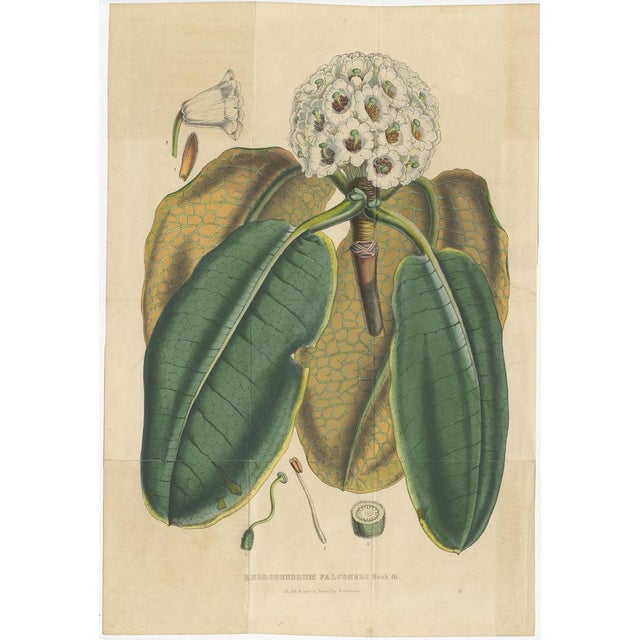 Set of two antique botany prints titled 'Rhododendrum Falconeri' and 'Rhododendrum Argenteum'. It depicts the falconer...