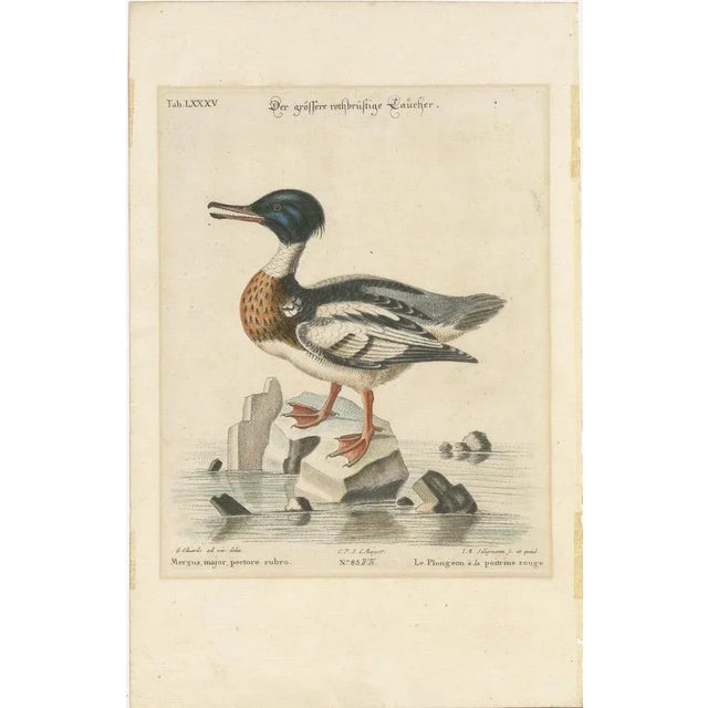 The Red-Breasted Merganser: Hand-Colored Engraving from the Seligmann Edition after George Edwards’ Natural History This...