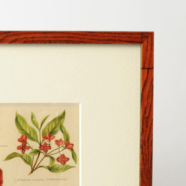 Antique Botanical Chart from Meyers Konversations Lexikon, 1890s For Sale - Image 4 of 5