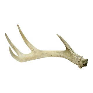 Natural Four Point Antler For Sale