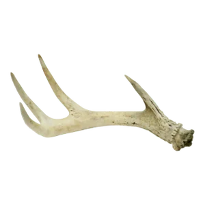 Natural Four Point Antler