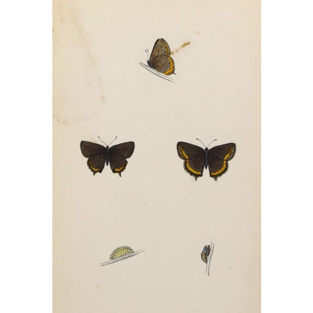 19th Century Antique Morris Butterfly Print Hand Colored Lithograph 1853 For Sale - Image 4 of 4