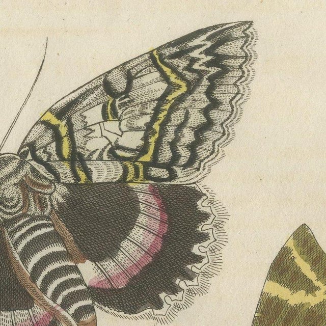 Bertuch, Underwing and Tiger Moths with Caterpillars, 1805, Print For Sale - Image 6 of 12