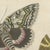 Bertuch, Underwing and Tiger Moths with Caterpillars, 1805, Print For Sale - Image 6 of 12