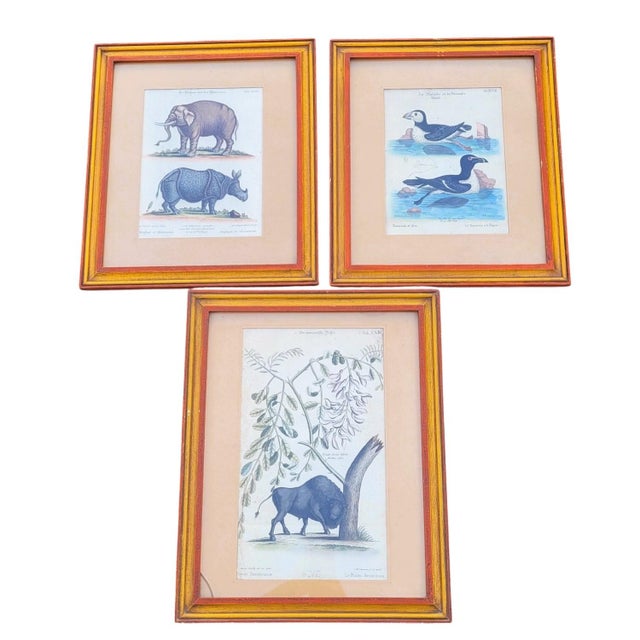 Framed Animal Engravings, 19th Century, Set of 6 For Sale - Image 3 of 18