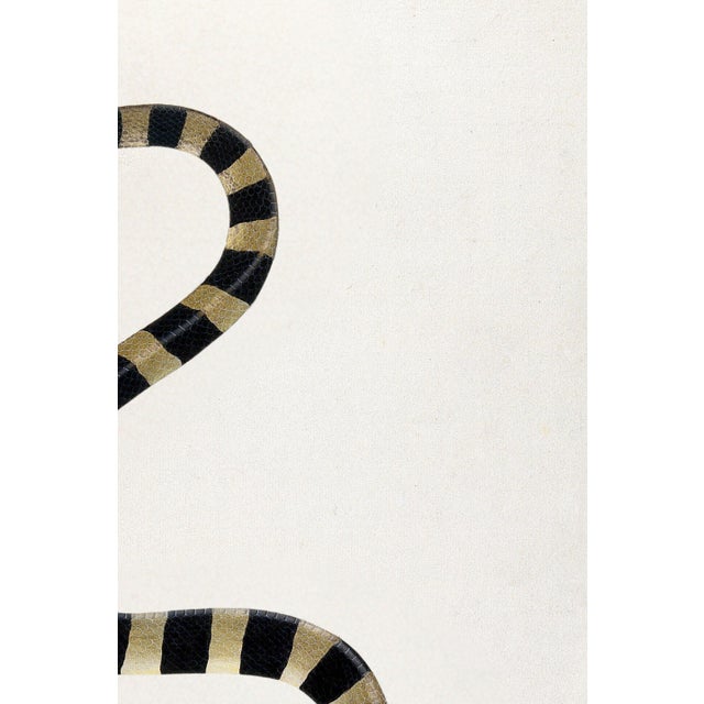 Paper 1782 Vintage Snake Art Print by Bhawani Das – Indian Natural History Wall Art - 36" X 54" For Sale - Image 7 of 10