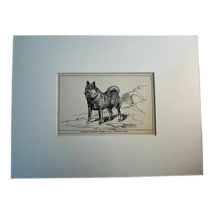 Antique Mastiff Dog Print