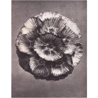 Karl Blossfeldt Original Botanical Study, Circa 1928 For Sale