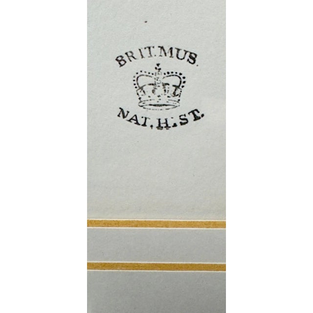 Printmaking Materials John Gould & Henry Constantine Richter Birds of England Pheasant Print For Sale - Image 7 of 11